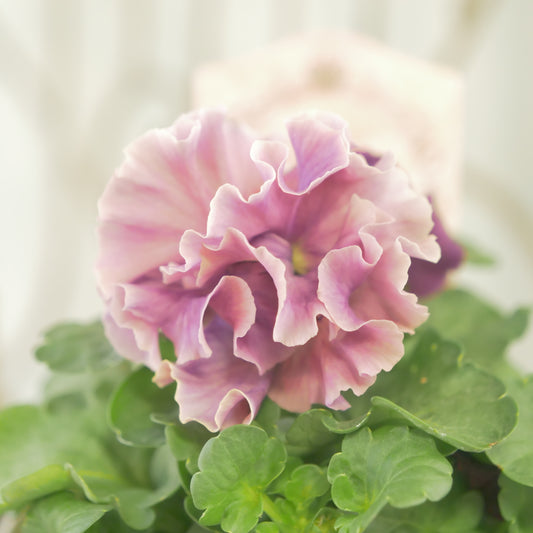 【ローブ・ドゥ・アントワネット　ロココ】 ⑱【お一人様３ポットまで。】