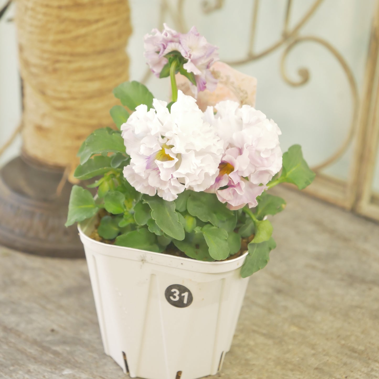 【ローブ・ドゥ・アントワネット　ロココ】㉛【お一人様３ポットまで。】