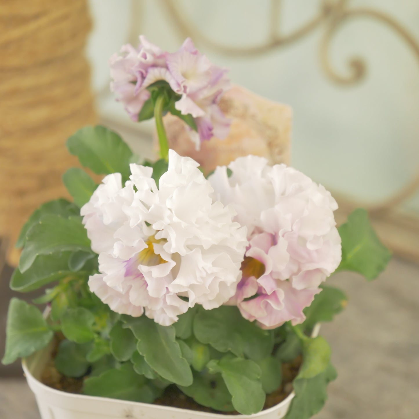 【ローブ・ドゥ・アントワネット　ロココ】㉛【お一人様３ポットまで。】