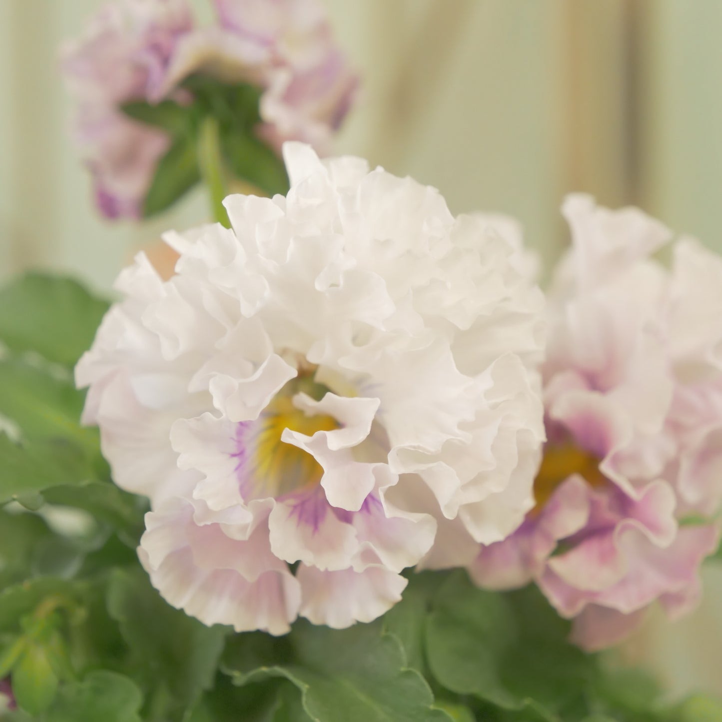 【ローブ・ドゥ・アントワネット　ロココ】㉛【お一人様３ポットまで。】