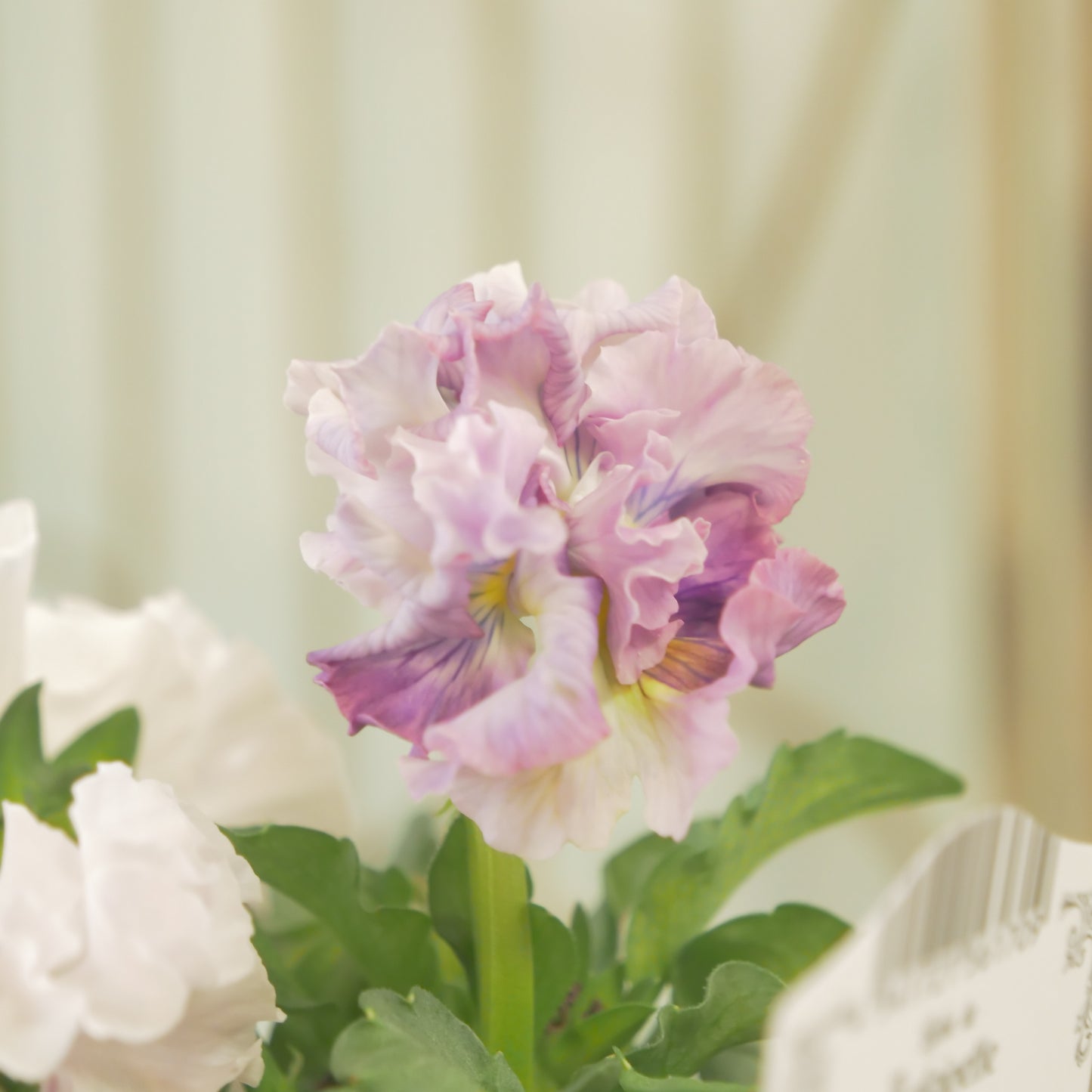 【ローブ・ドゥ・アントワネット　ロココ】㉛【お一人様３ポットまで。】