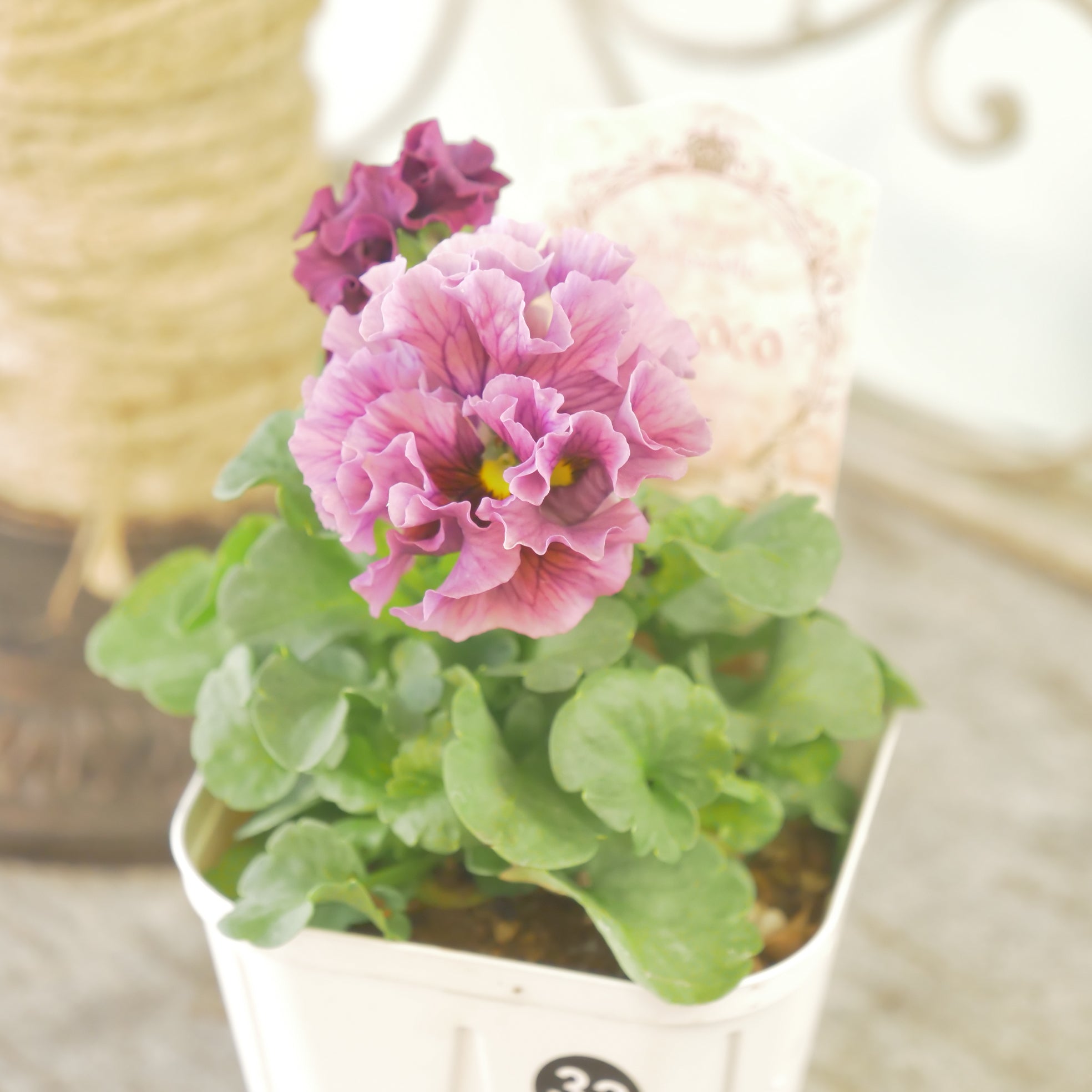 ローブ・ドゥ・アントワネット ロココ】㉜【お一人様3ポットまで