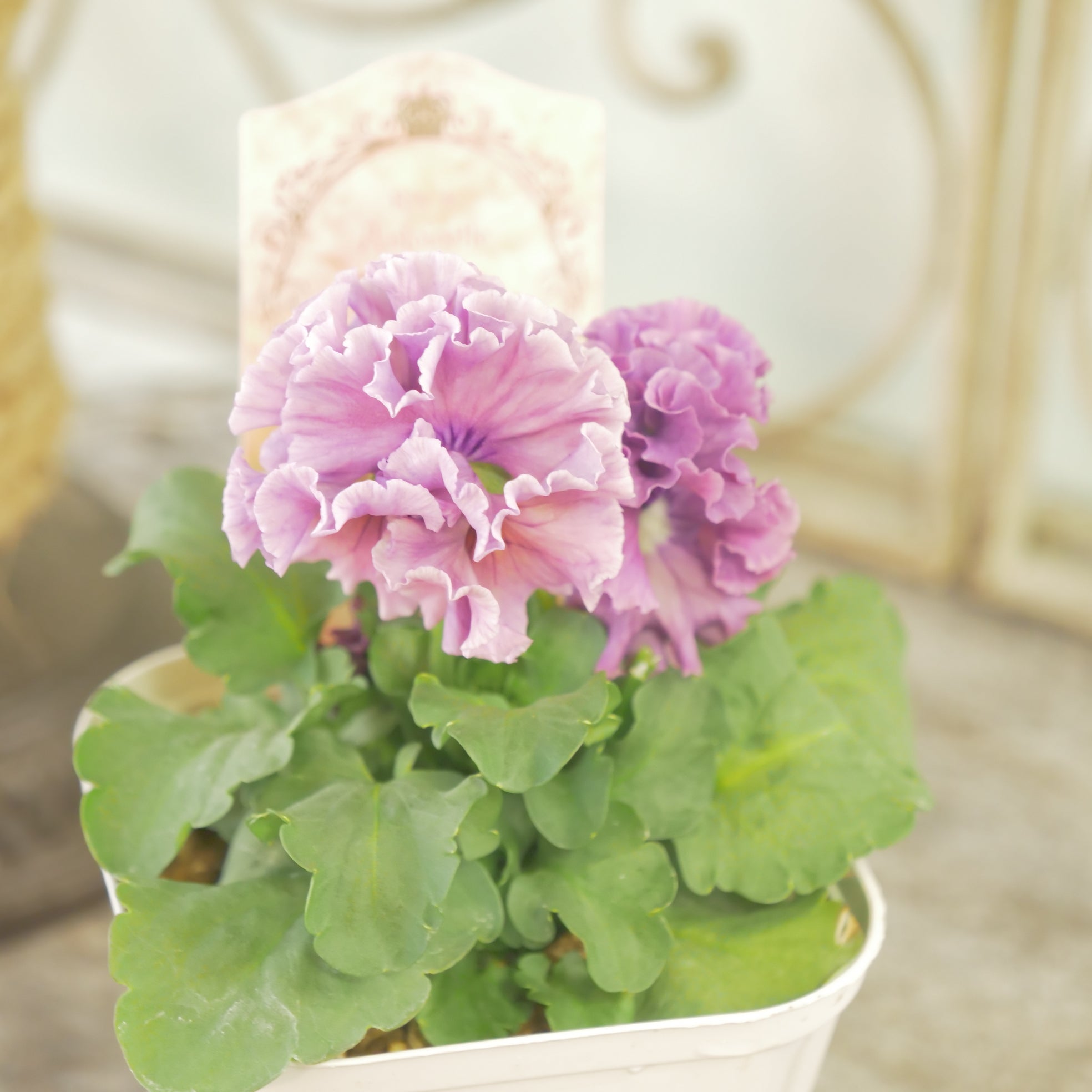 ローブ・ドゥ・アントワネット ロココ】㉟【お一人様3ポットまで