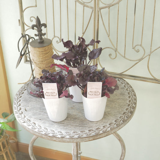 奥田園芸さん生産。【ビート　ブルズブラッド】　2～3株植え。