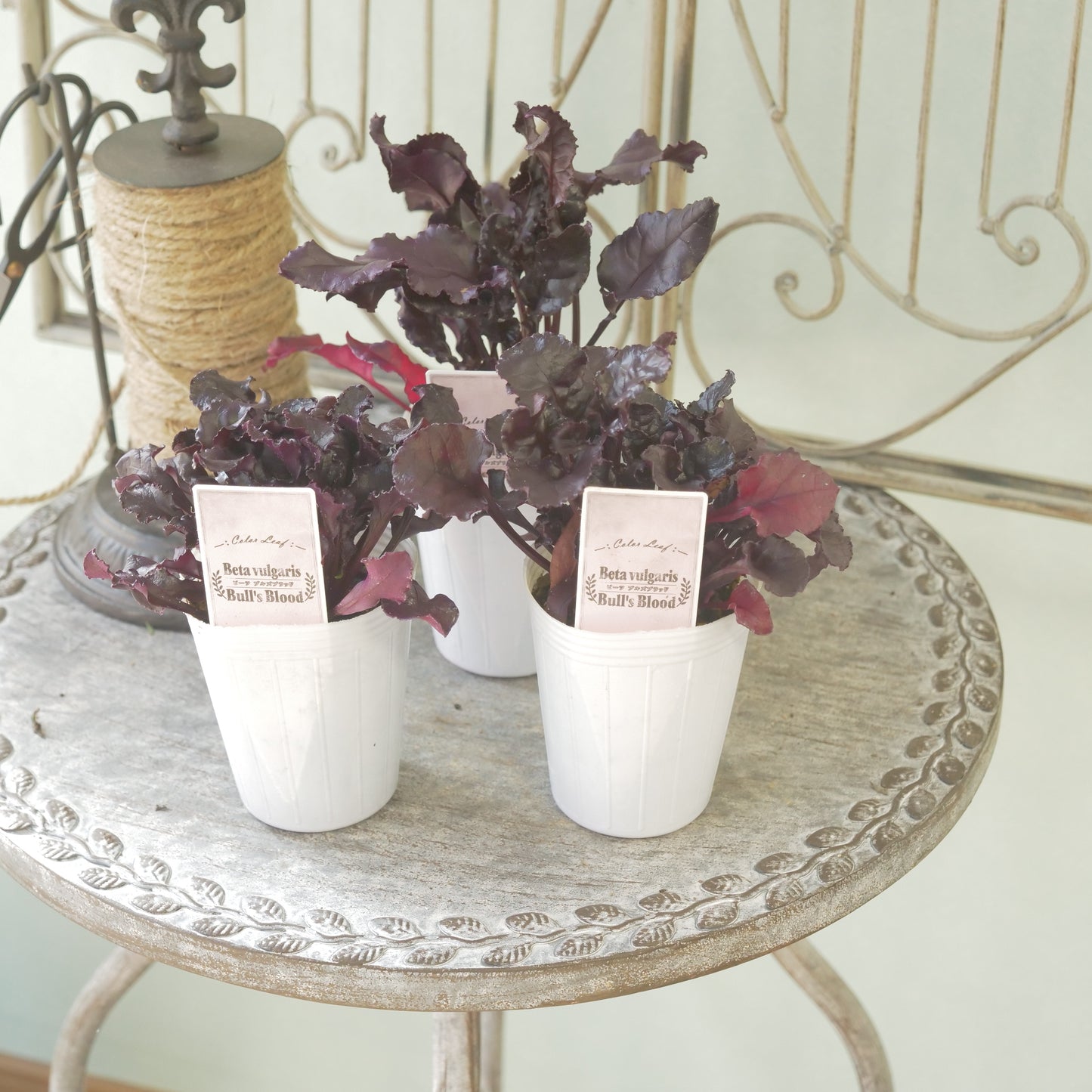 奥田園芸さん生産。【ビート　ブルズブラッド】　2～3株植え。