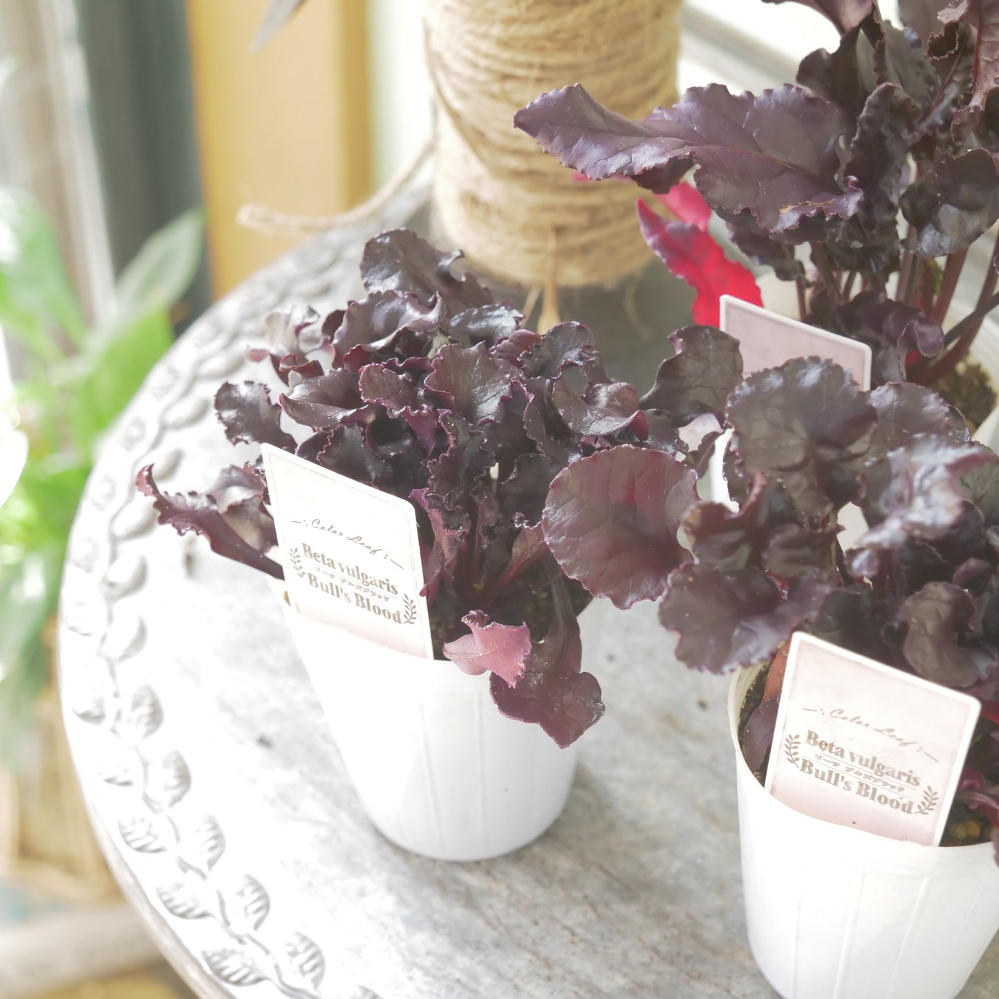 奥田園芸さん生産。【ビート　ブルズブラッド】　2～3株植え。