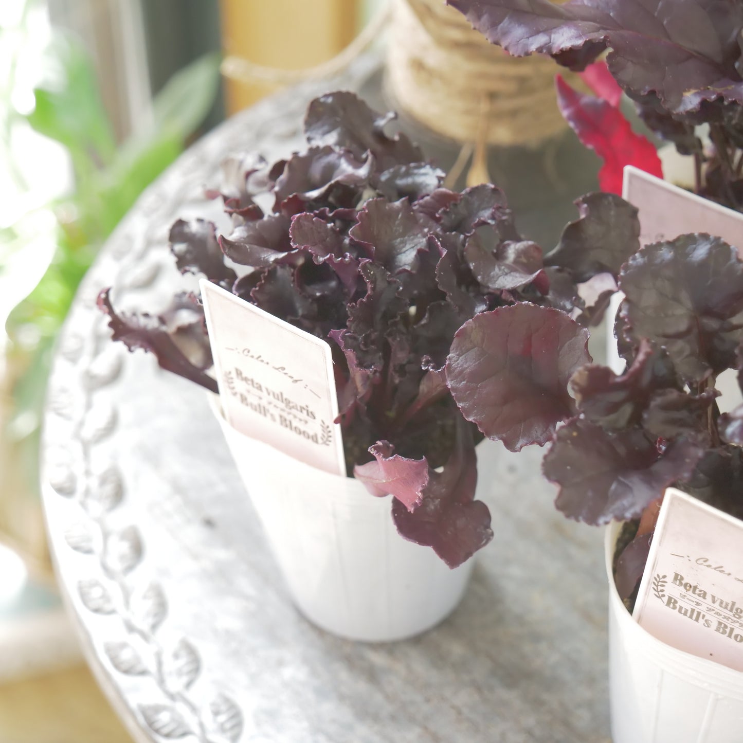 奥田園芸さん生産。【ビート　ブルズブラッド】　2～3株植え。