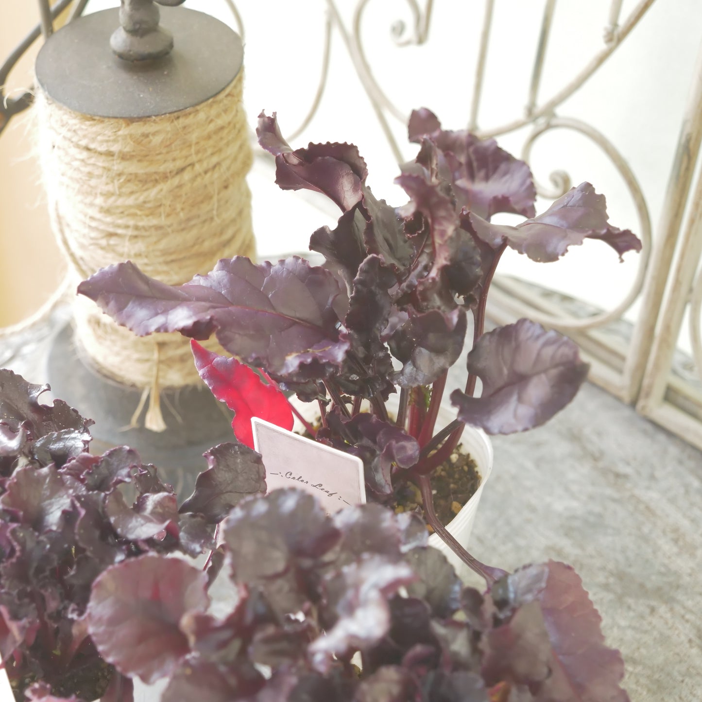 奥田園芸さん生産。【ビート　ブルズブラッド】　2～3株植え。