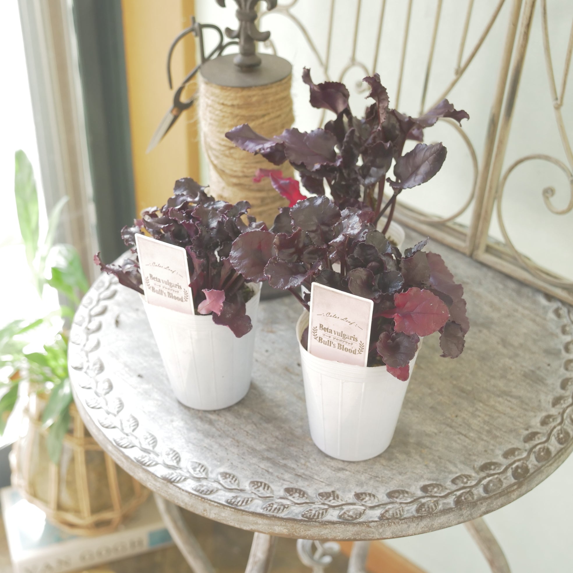 花苗、リーフ苗 – flower magic