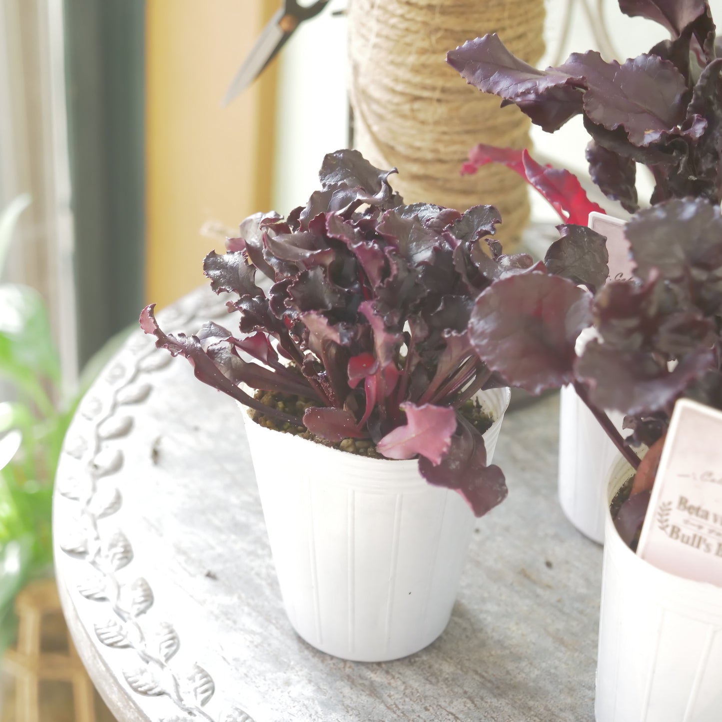 奥田園芸さん生産。【ビート　ブルズブラッド】　2～3株植え。