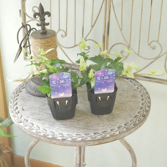 広野園芸さんのヘデラ【雪の踊子】