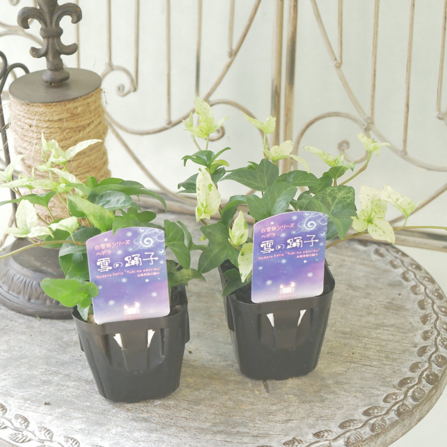 広野園芸さんのヘデラ【雪の踊子】