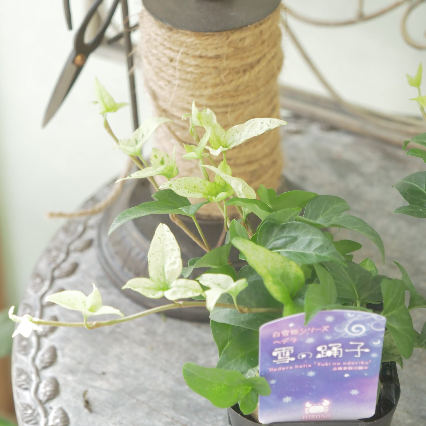 広野園芸さんのヘデラ【雪の踊子】