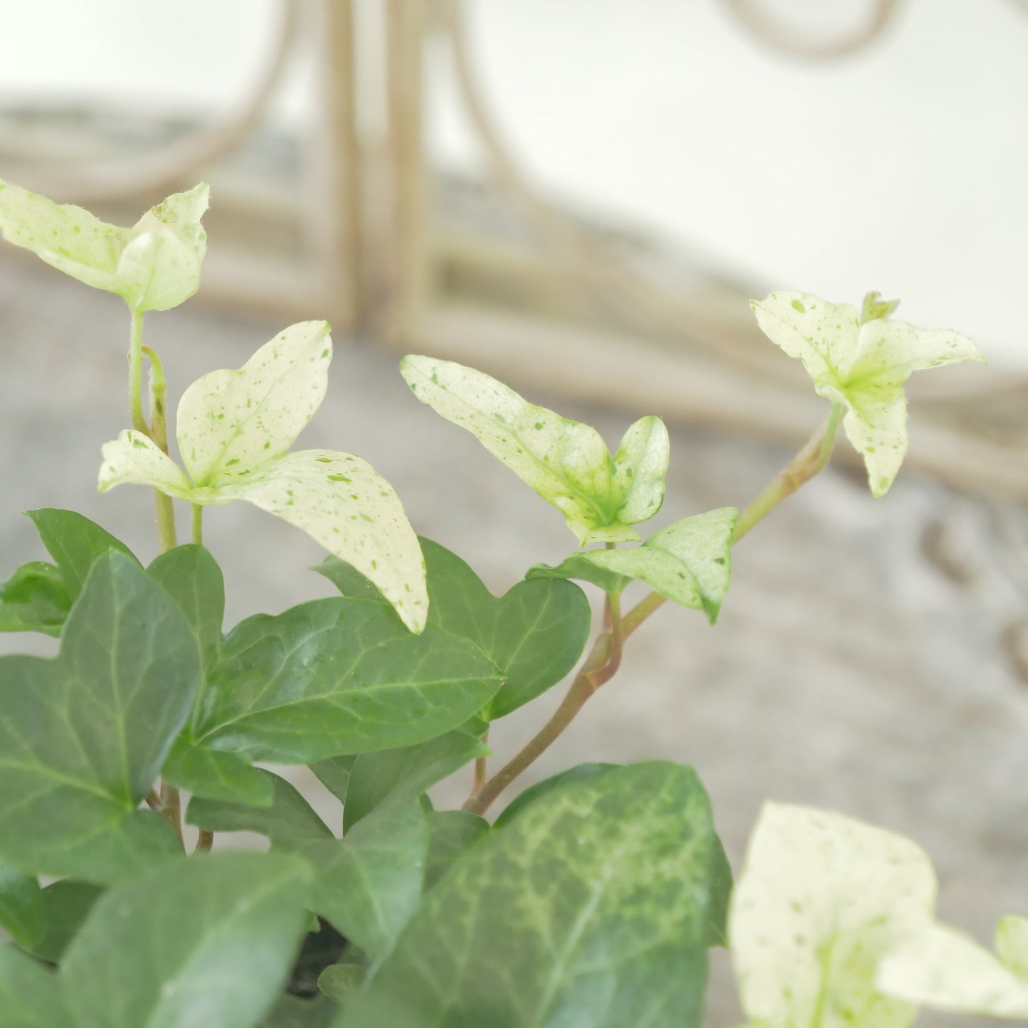 広野園芸さんのヘデラ【雪の踊子】