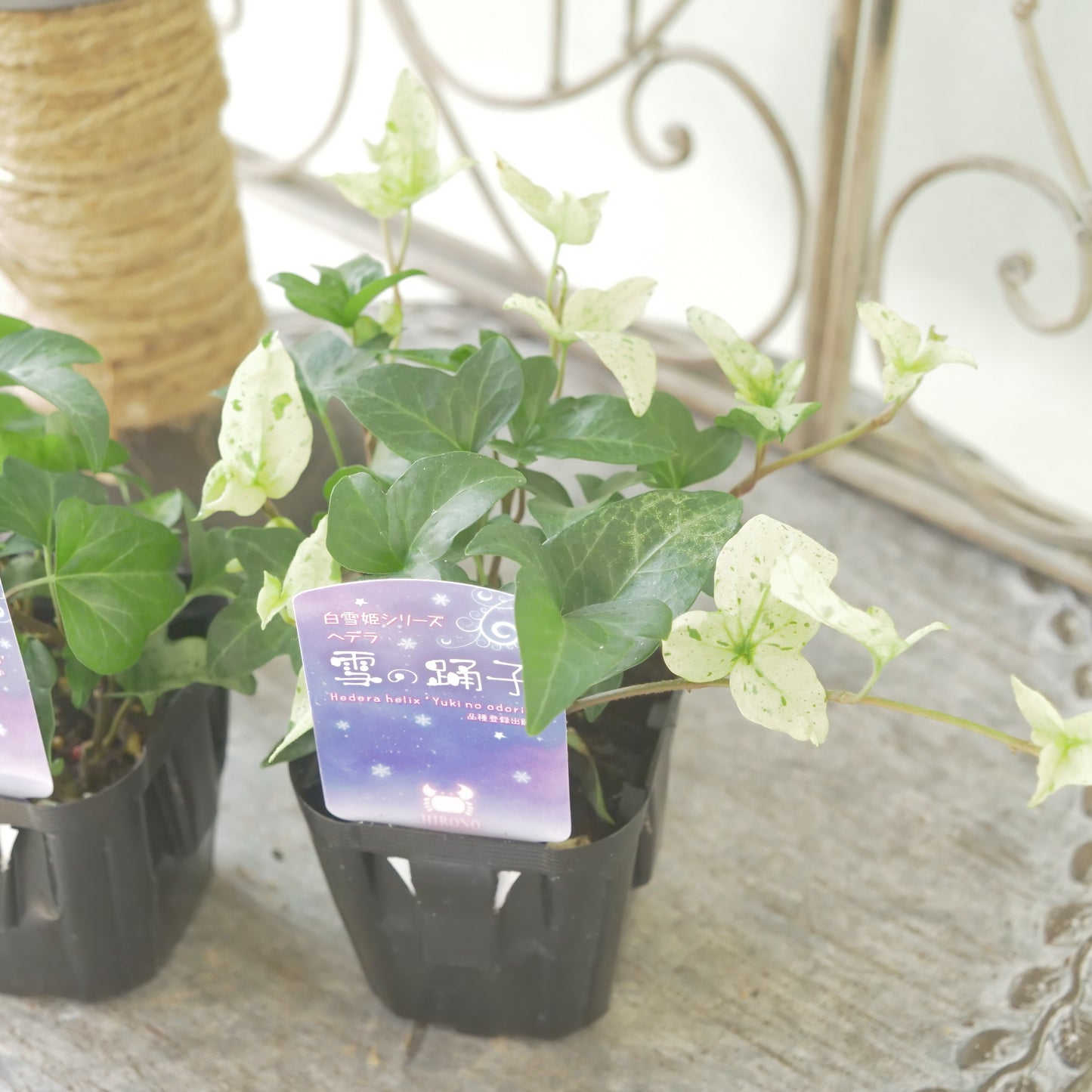 広野園芸さんのヘデラ【雪の踊子】