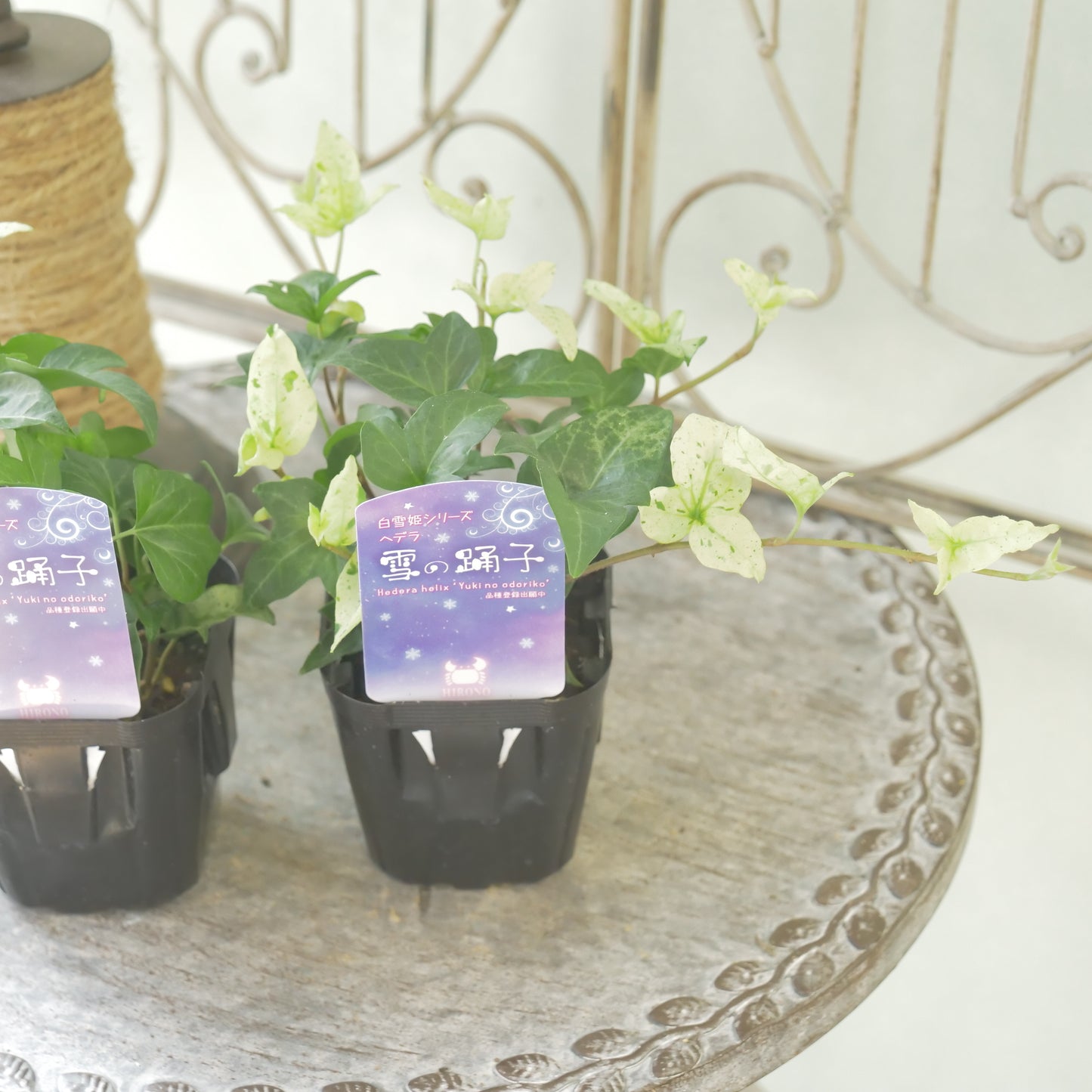 広野園芸さんのヘデラ【雪の踊子】