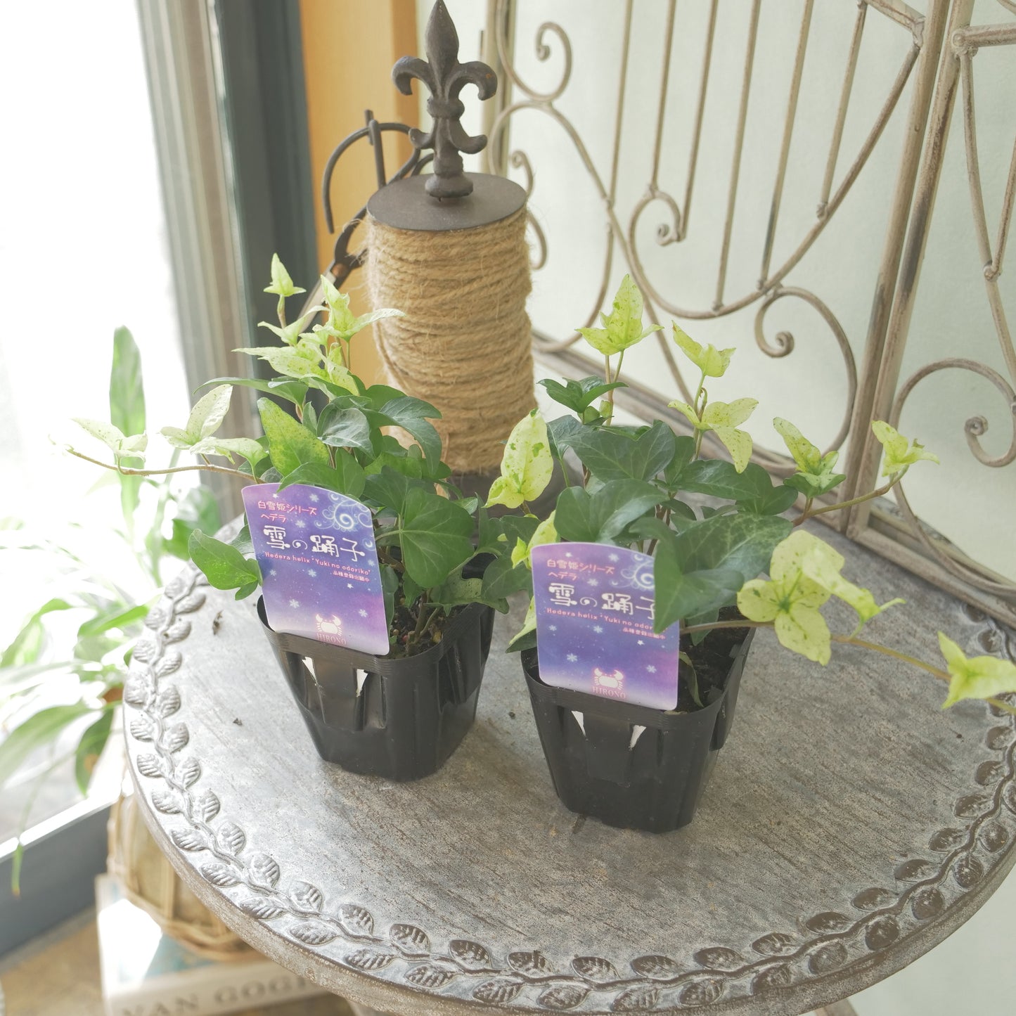 広野園芸さんのヘデラ【雪の踊子】