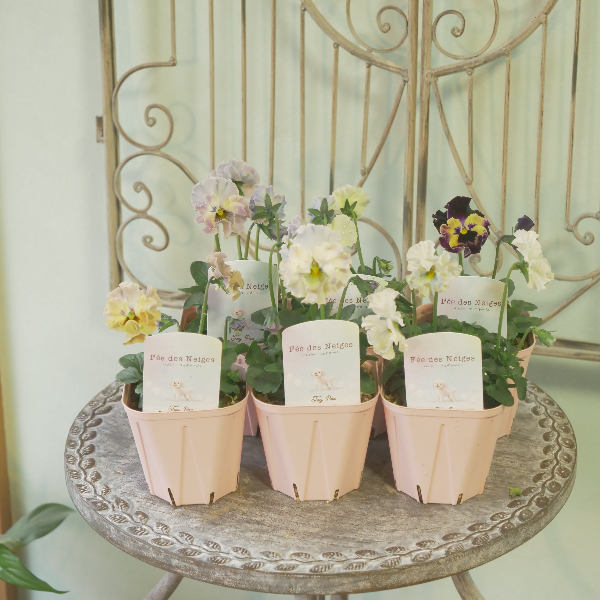 花苗、リーフ苗 – flower magic