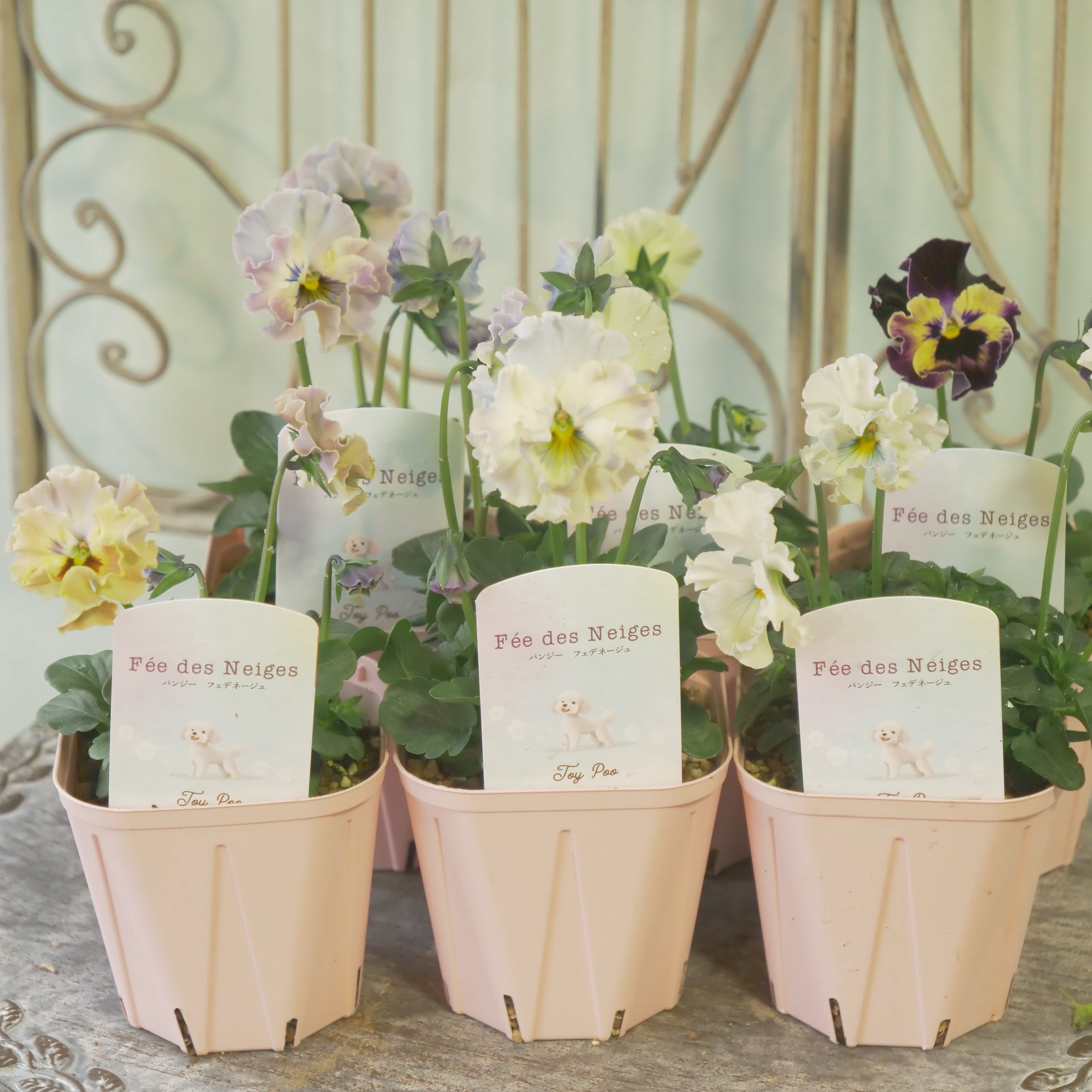 サニースポット苗　バニラココ（bee house） 新着商品 – flower magic