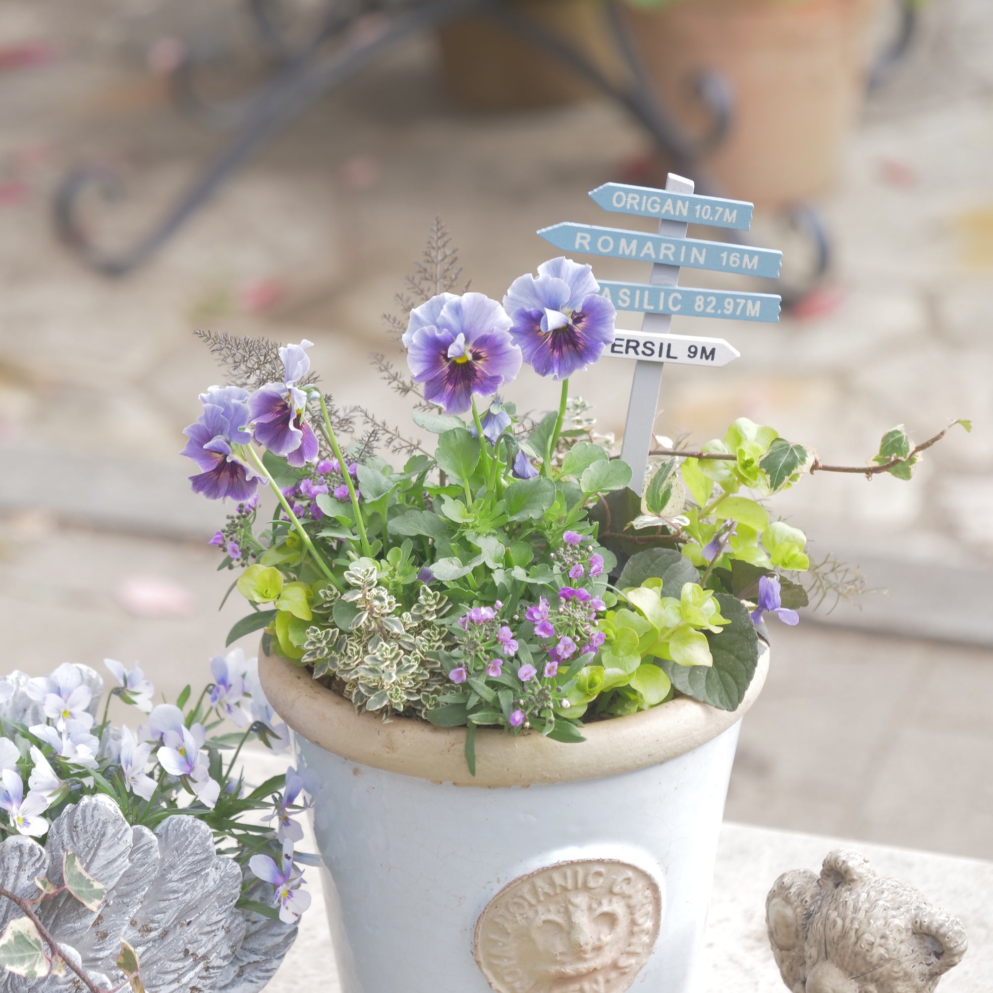 flowermagicオリジナル ビオラレディの寄せ植え。ブルーのピック付き
