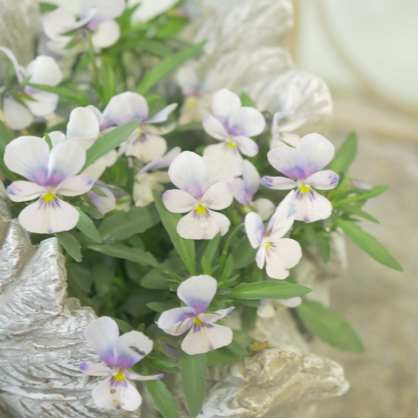 flowermagicオリジナル　ビオレッタ雫のスワン鉢植え。