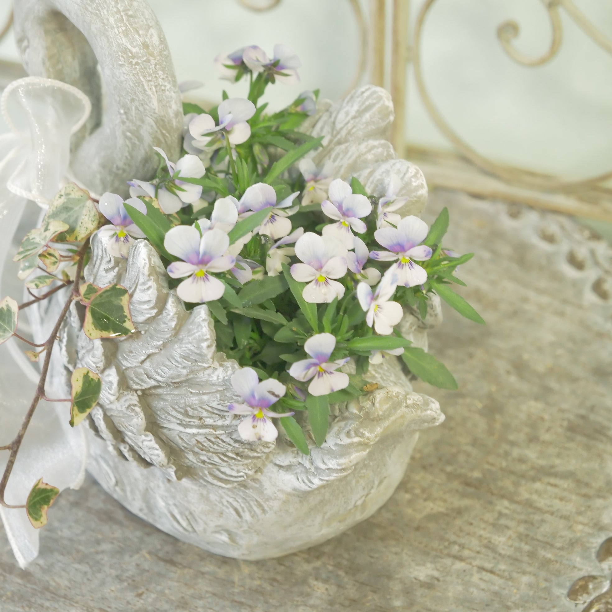 flowermagicオリジナル ビオレッタ雫のスワン鉢植え。 – flower magic