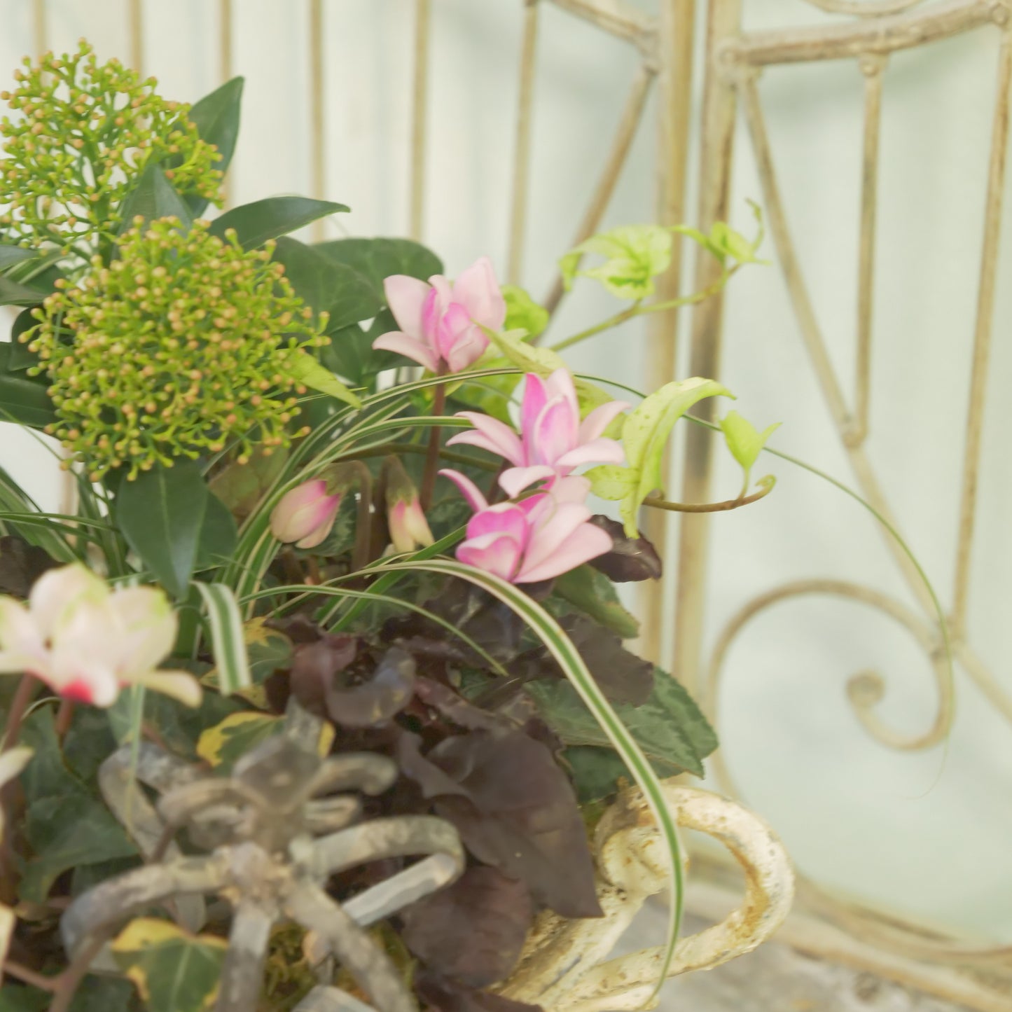 flowermagicオリジナル　スキミアとシクラメン【フェアリーピコ】の寄せ植え。鉢皿とクラウンのピック付き。