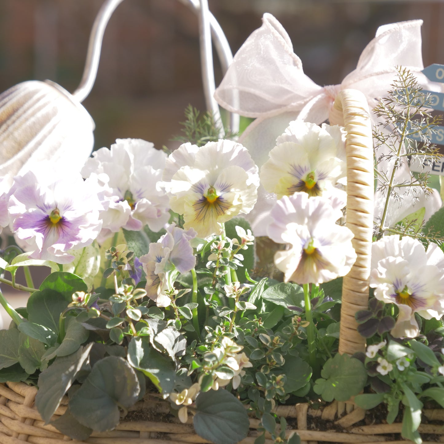 flowermagicオリジナル　パンジートイプーの寄せ植え。ピック付き。