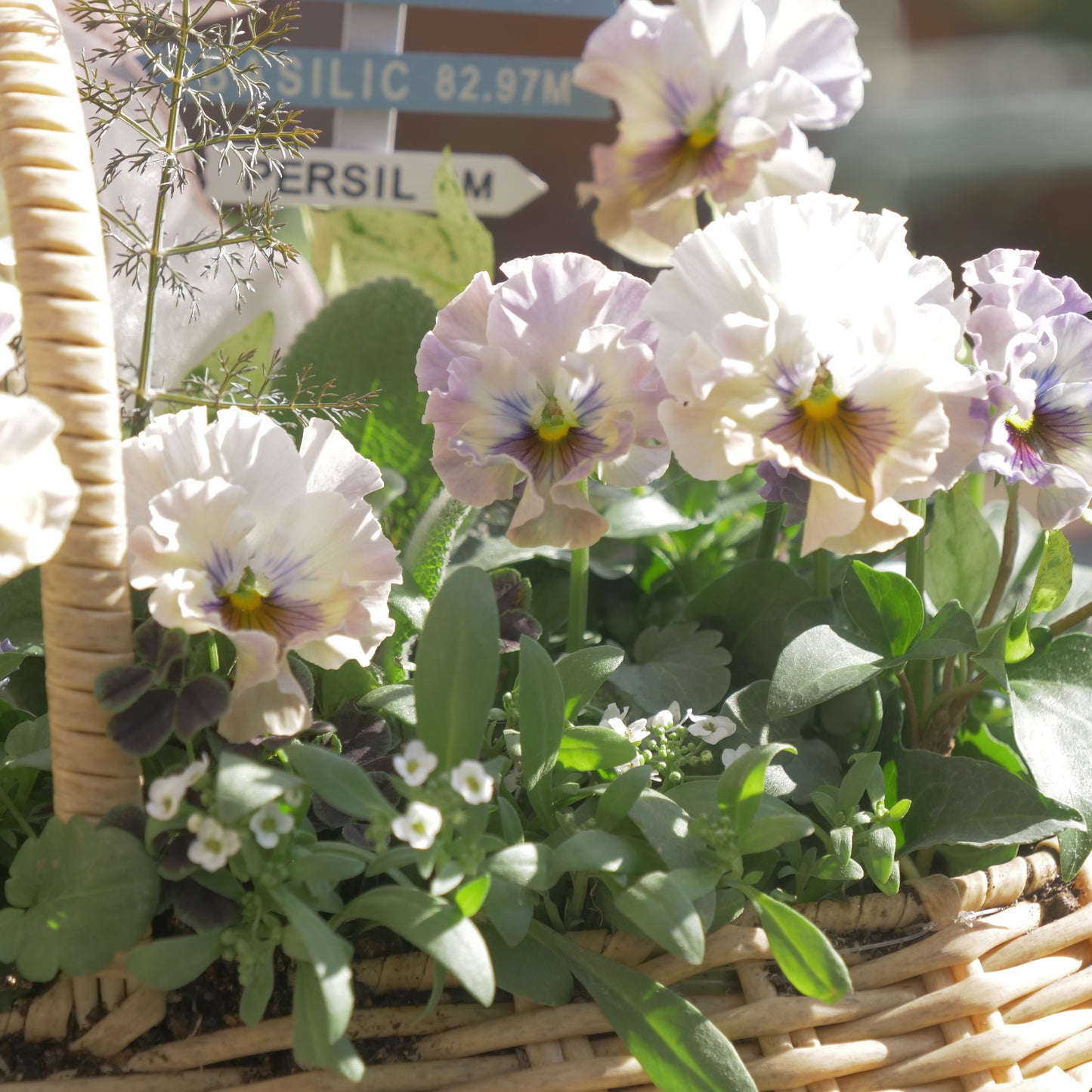 flowermagicオリジナル　パンジートイプーの寄せ植え。ピック付き。