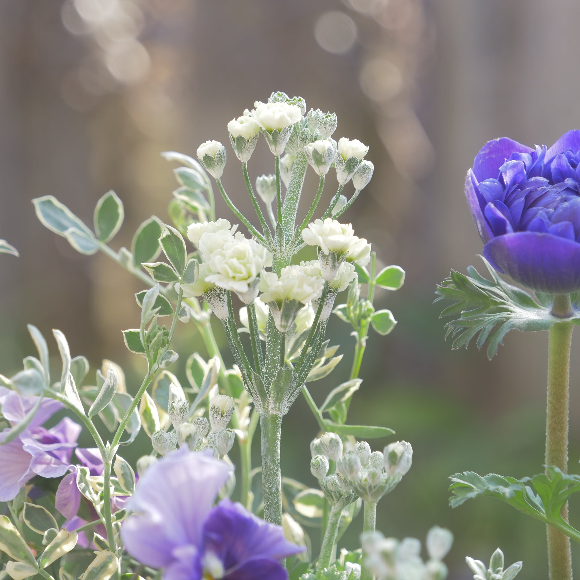 幸運を呼ぶサクラソウ【ルーチェ プリマヴェーラ 】八重咲きの花