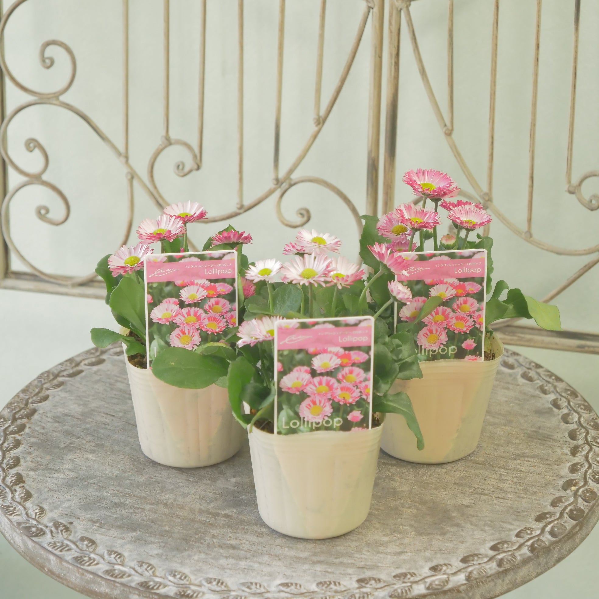 花苗、リーフ苗 – flower magic