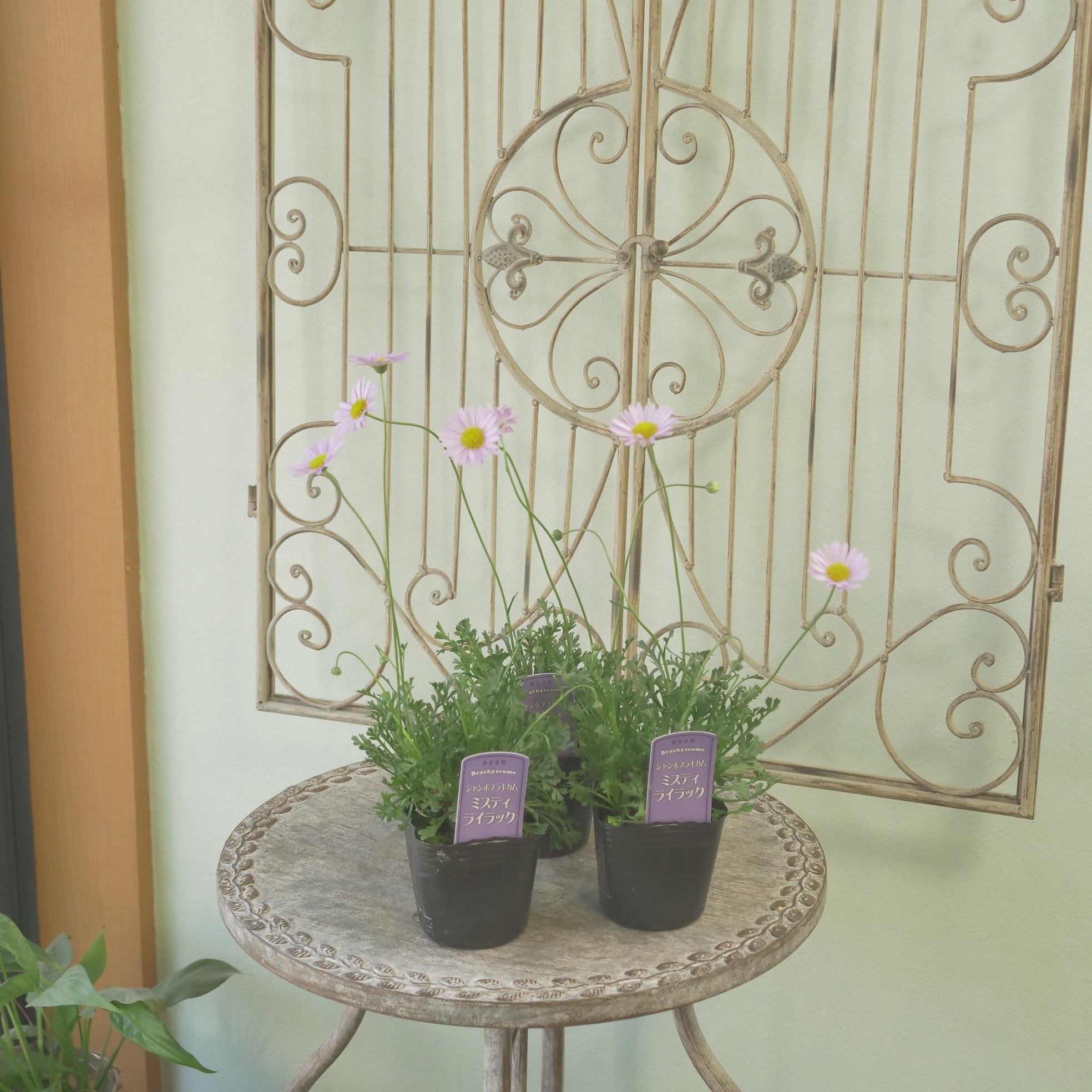 花苗、リーフ苗 – flower magic