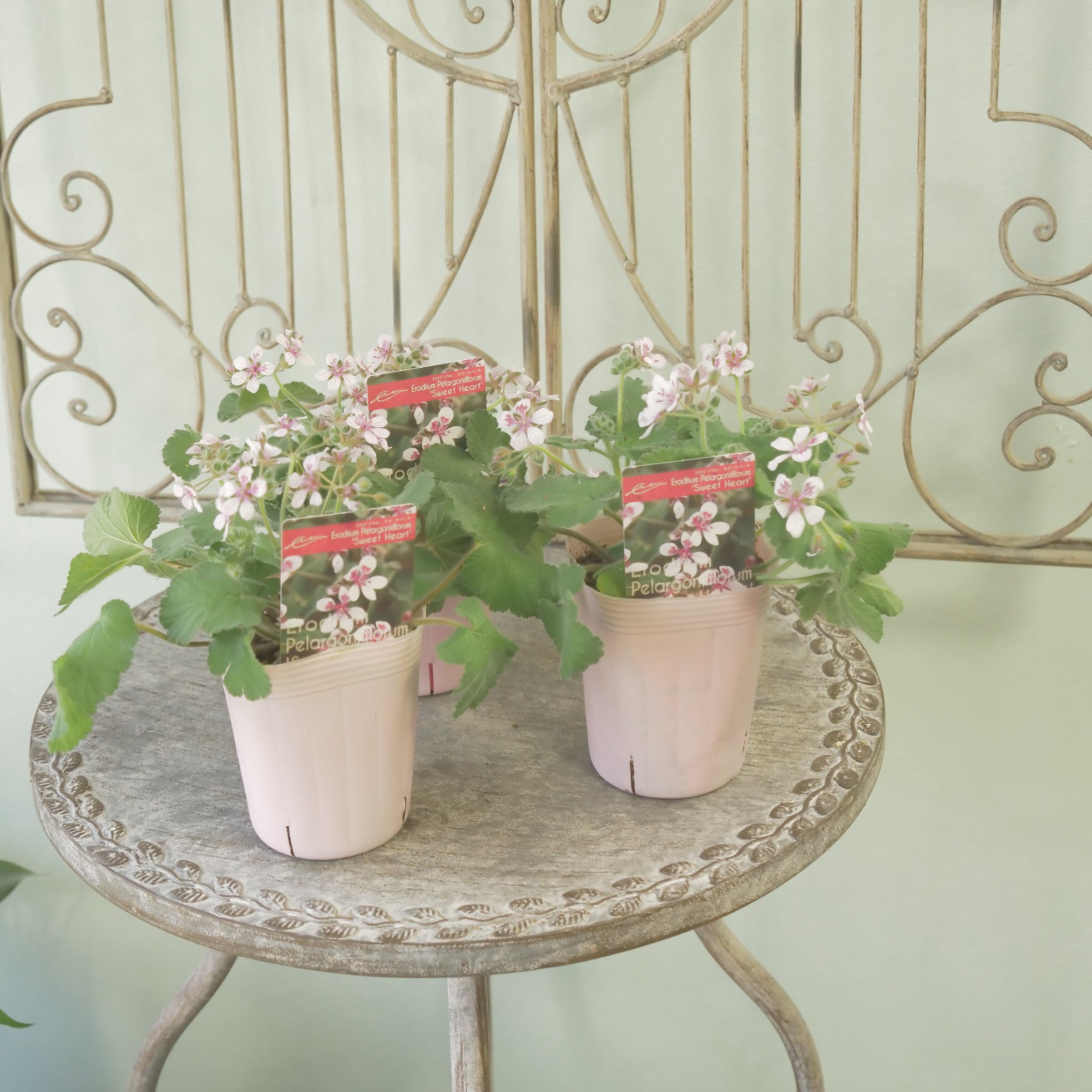 花苗、リーフ苗 – flower magic