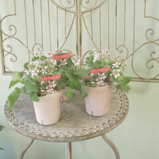 エロディウム スィートハート