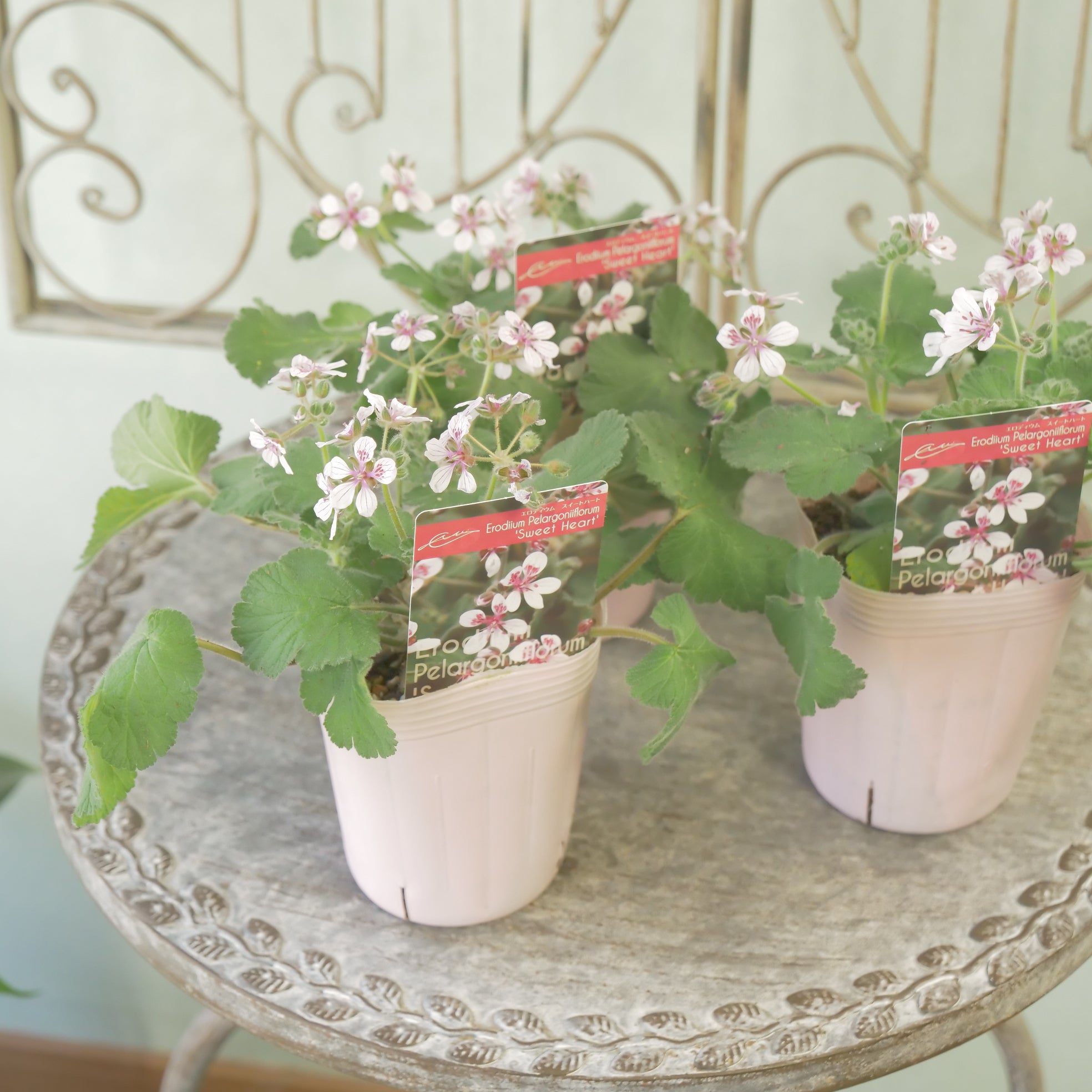 花苗、リーフ苗 – flower magic