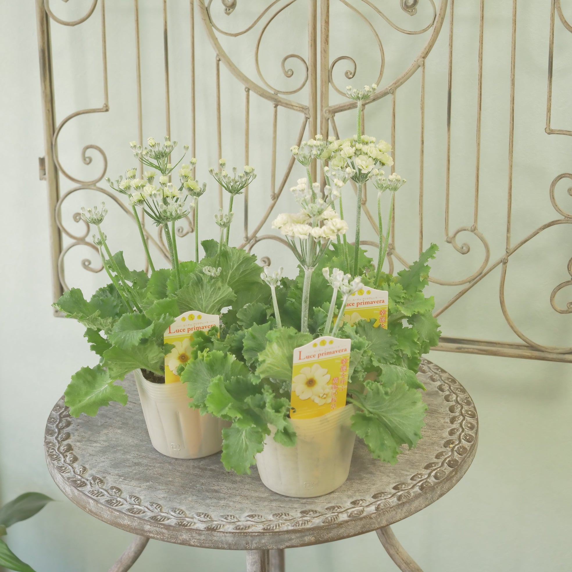 花苗、リーフ苗 – flower magic