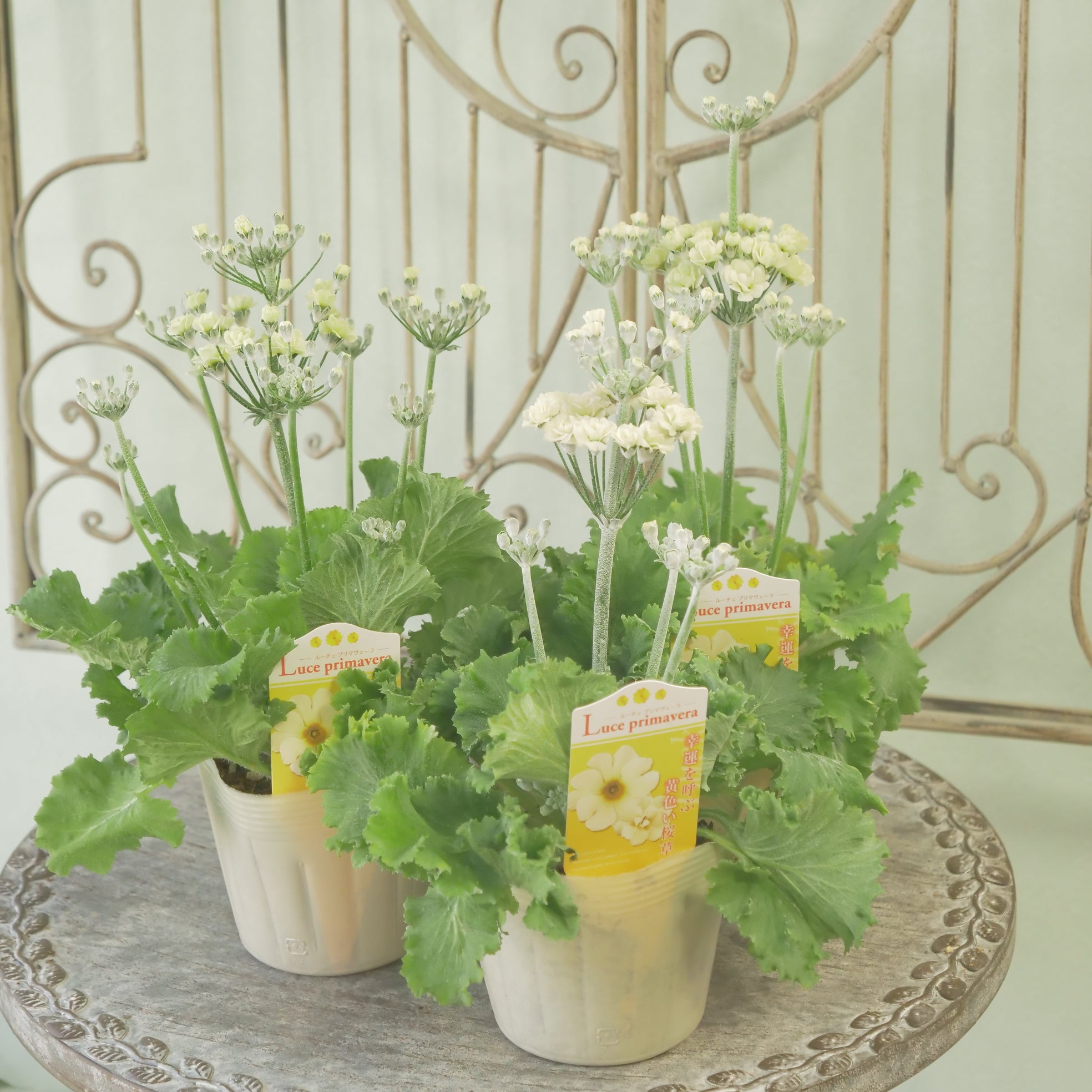 クレロレンドルム・マクロシフォン 苗 花木 観葉植物 花卉園芸