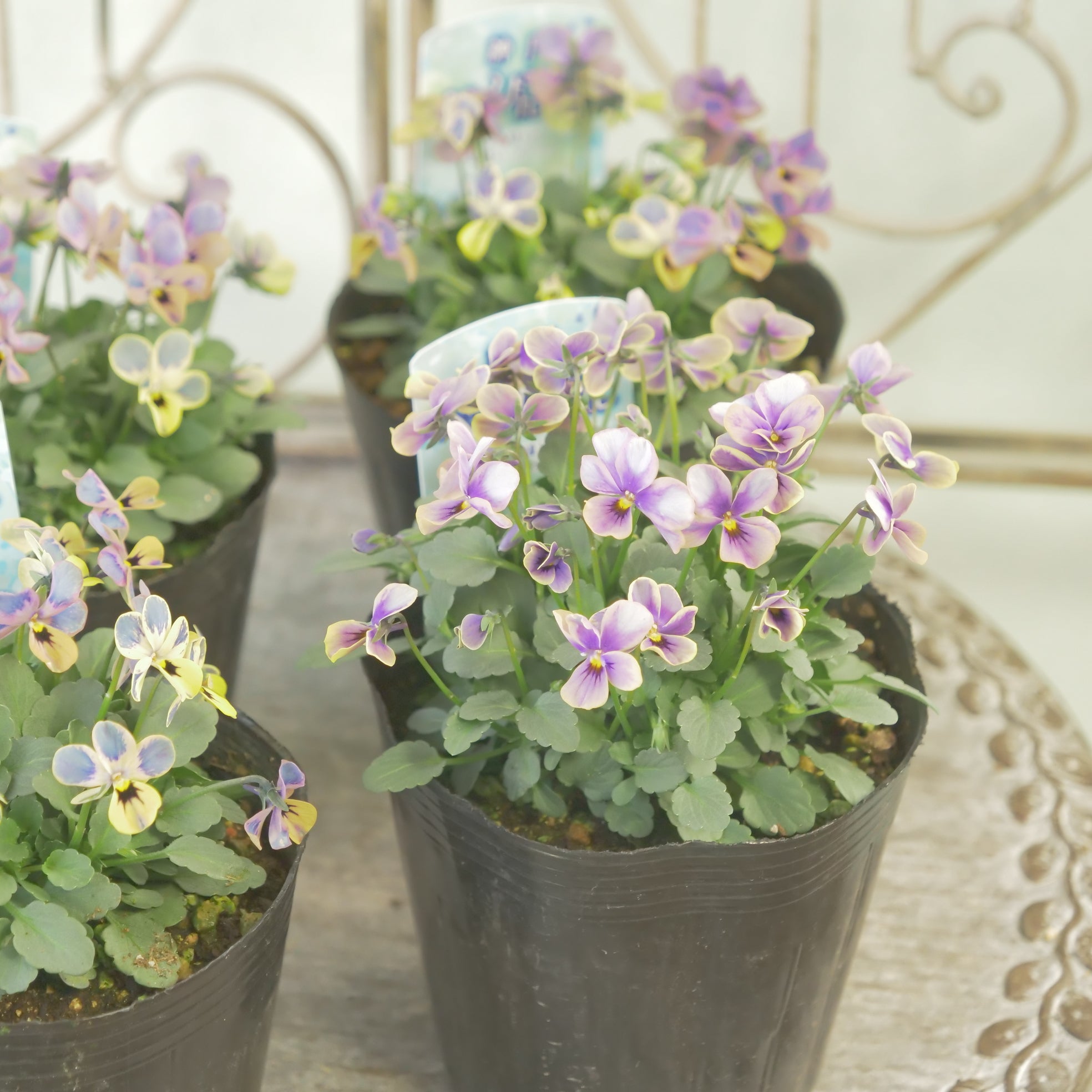 花苗、リーフ苗 – flower magic