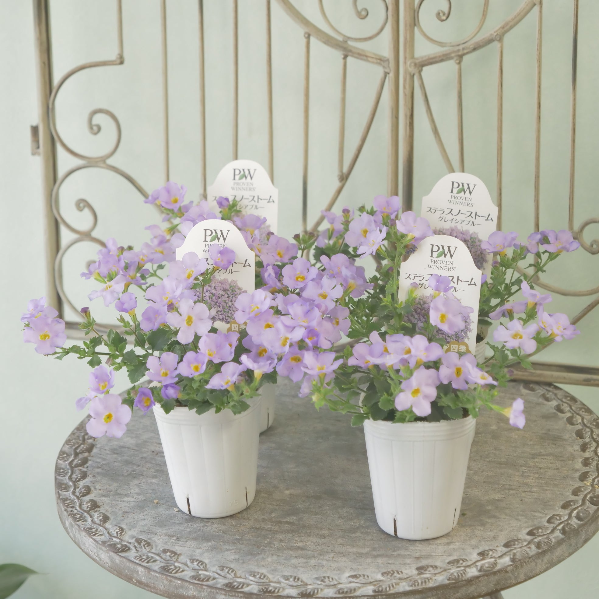 新着商品 – flower magic