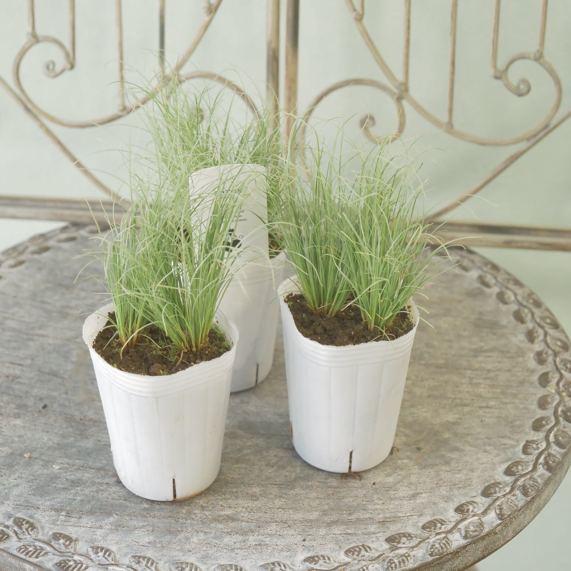 花苗、リーフ苗 – flower magic