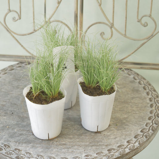 花越さんのカレックス　グリーン（2分割できます）