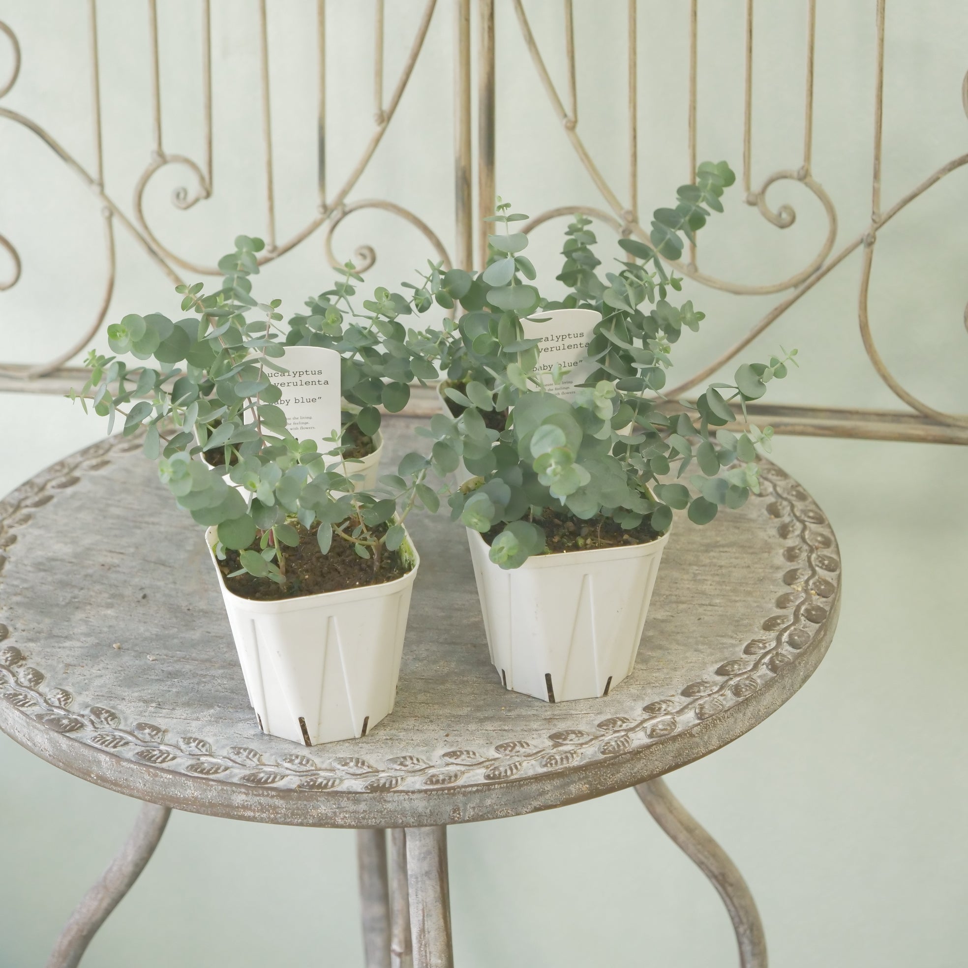 新着商品 – flower magic