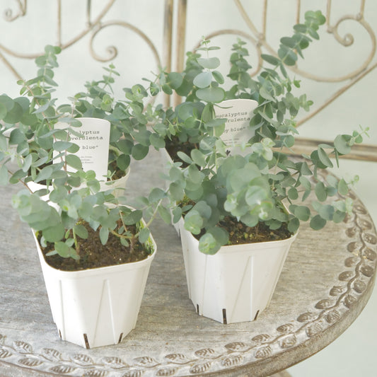 花越さん生産。ユーカリ ベイビーブルー（３～４分割できます）