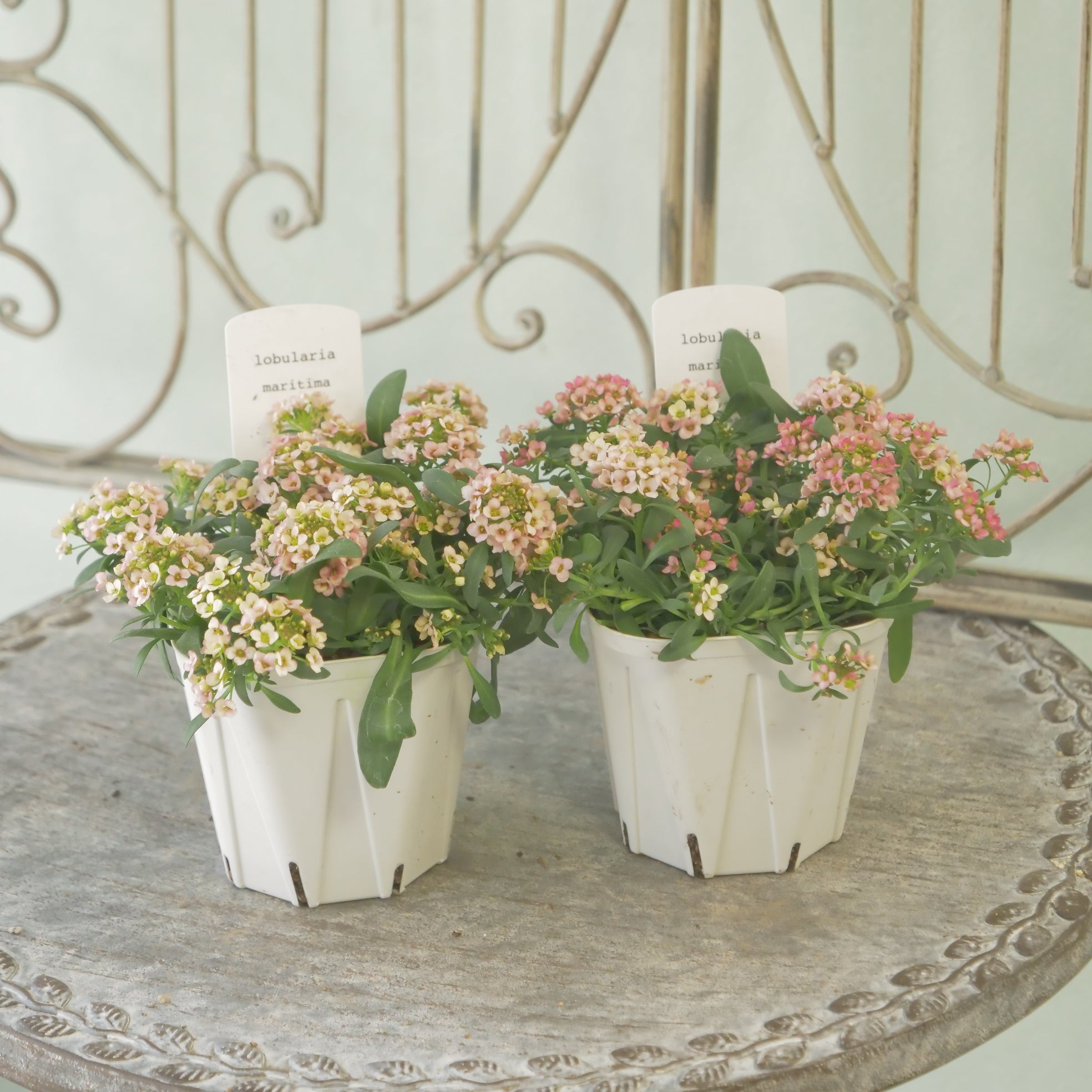 新着商品 – flower magic