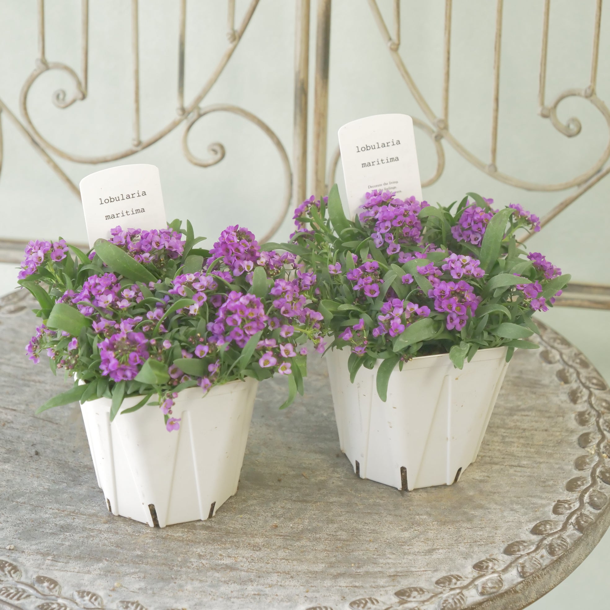 新着商品 – flower magic