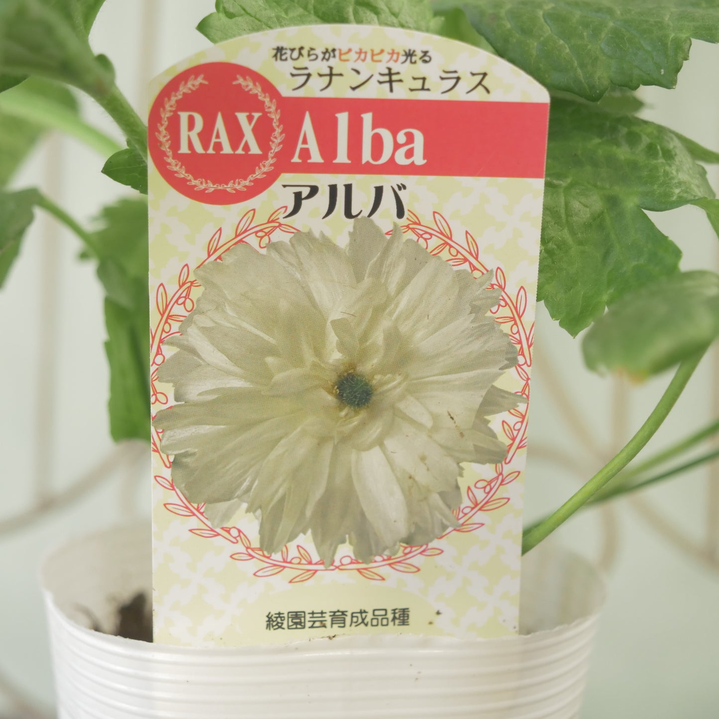綾園芸さんオリジナル　ラナンキュラスラックス【アルバ】 生産者オリジナル品種。
