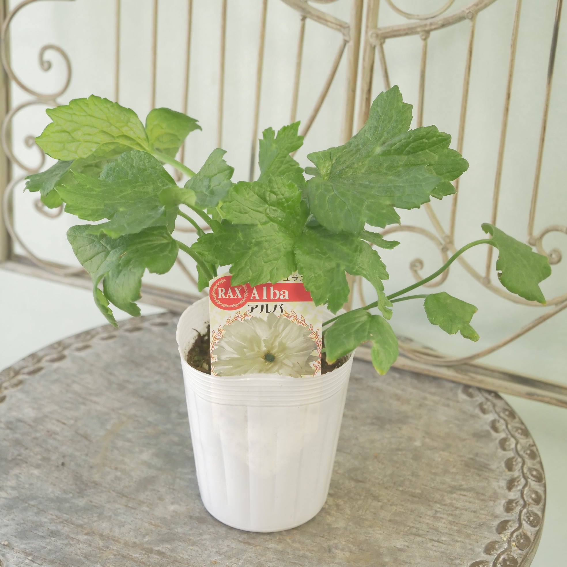 綾園芸さんオリジナル ラナンキュラスラックス【アルバ】 生産者