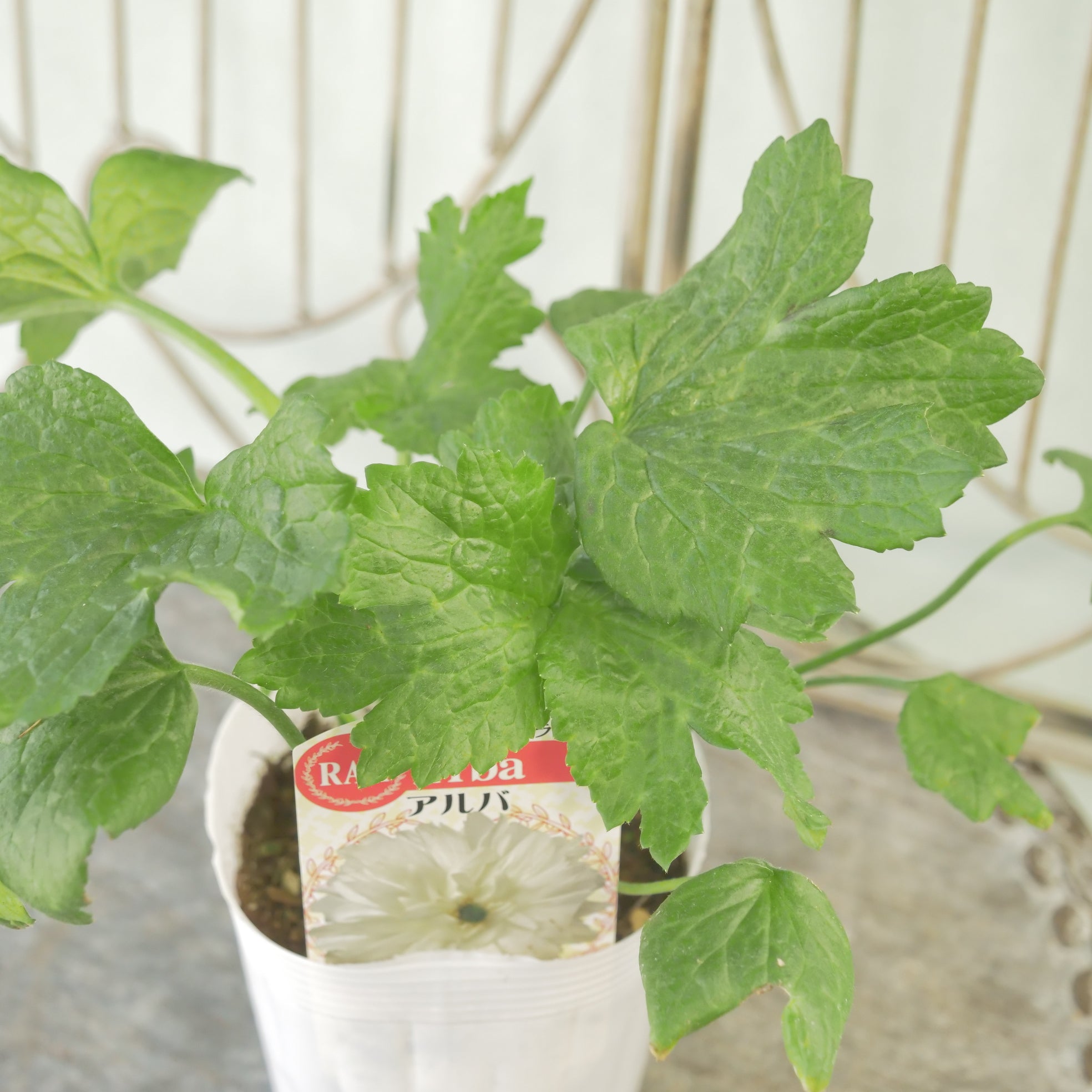 綾園芸さんオリジナル ラナンキュラスラックス【アルバ】 生産者