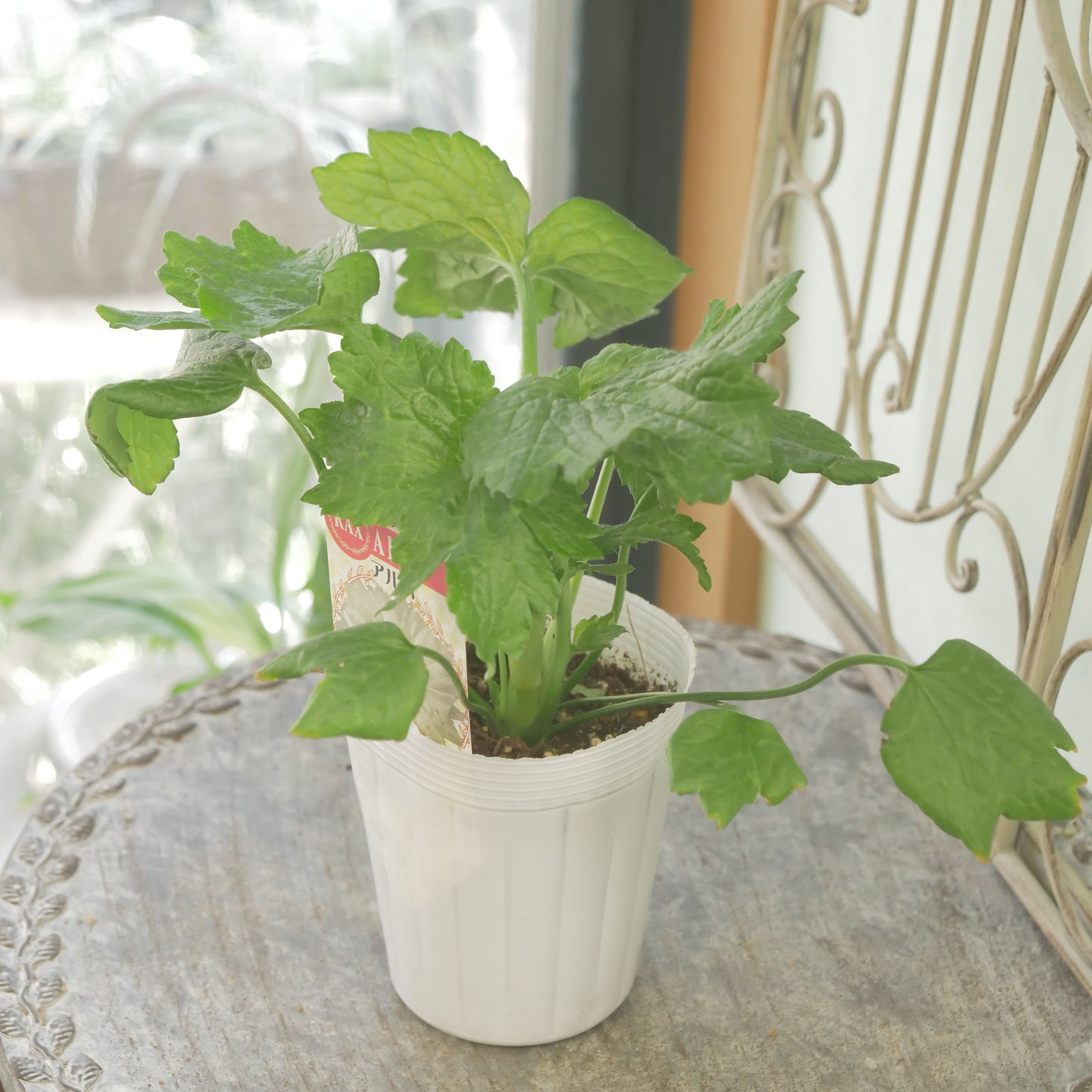 綾園芸さんオリジナル　ラナンキュラスラックス【アルバ】 生産者オリジナル品種。