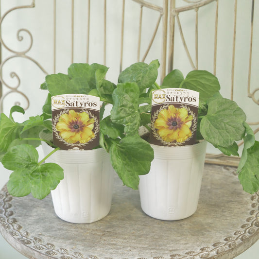 綾園芸さんオリジナル　ラナンキュラスラックス【サティロス】